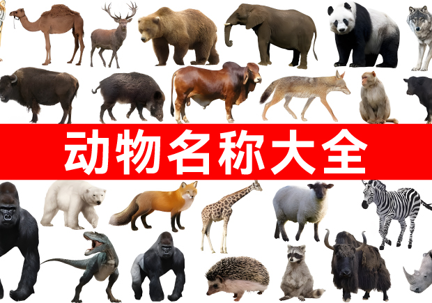 我們正在構建網(wǎng)絡上最全面的動物名稱庫！.jpg